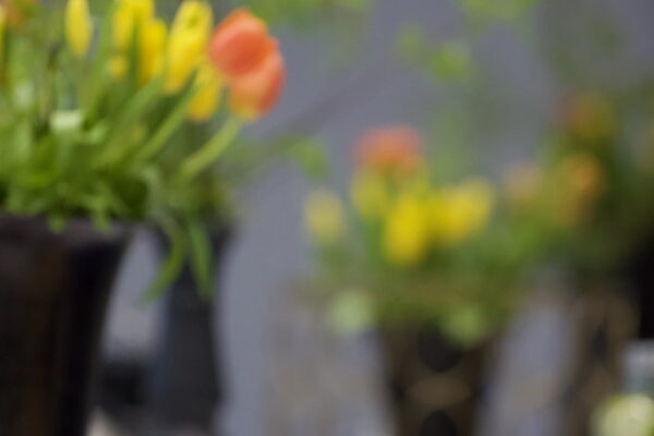 4n9a1678_54492482417_l